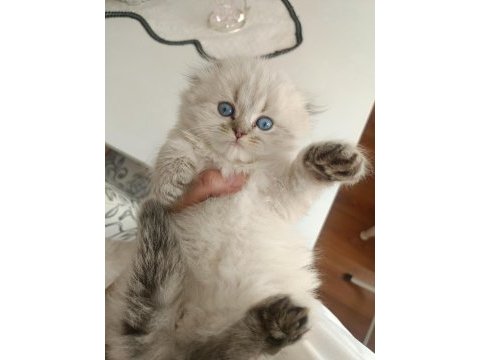 Safkan british longhair erkek