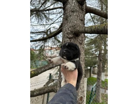 Safkan amerika akita yavrularım