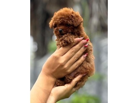 Show kalite miniboy poodle