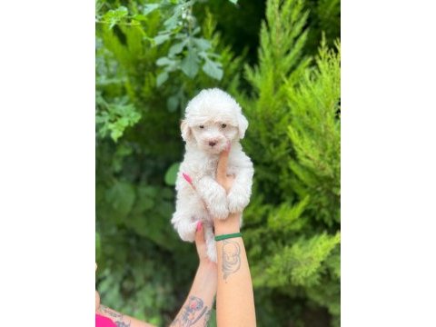 Her renk maltipoo yavrumuzu canlı görebilirsiniz