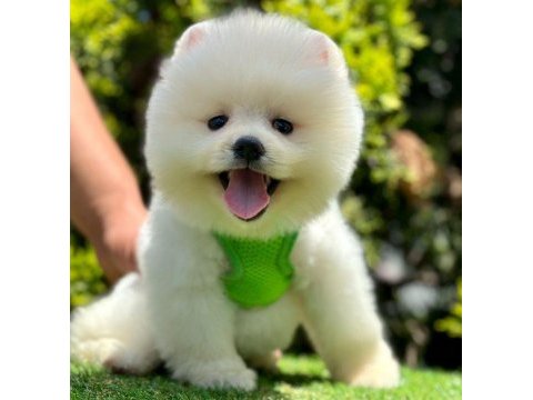 Safkan pomeranian boo bebekler