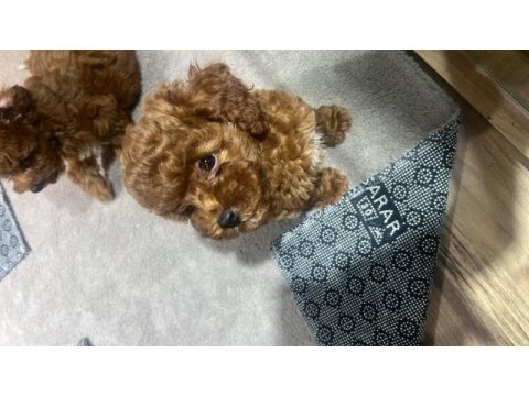 Dişi toy poodle
