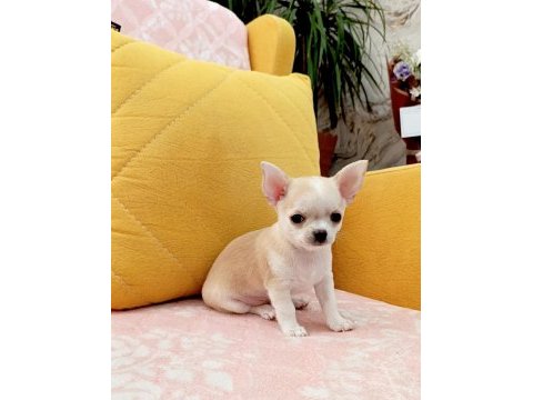Şivava (chihuahua) yavrusu