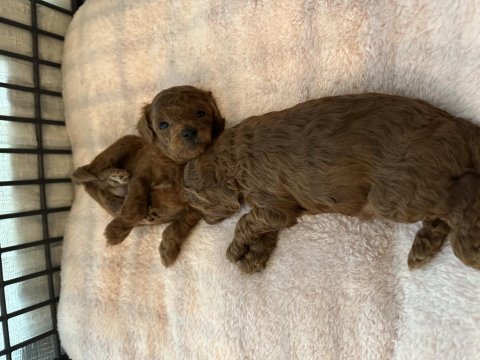 Toy poodle yavrularımız