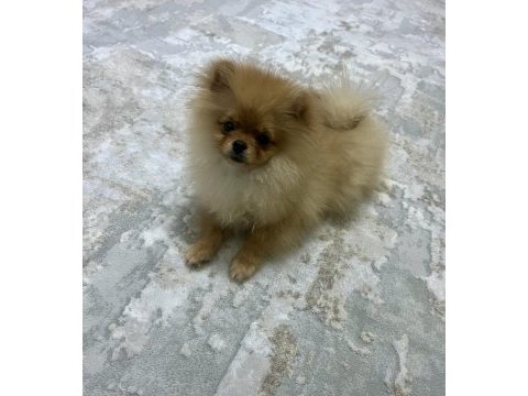 Ayı suratlı 5.5 aylık pomeranian