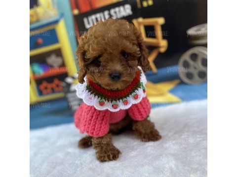 Şahane toy poodle yavruları