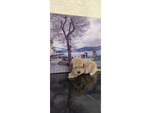 F1 kore kan taşıyıcı maltipoolar