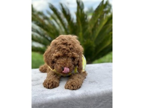 Kıvırcık toy poodle dünyası