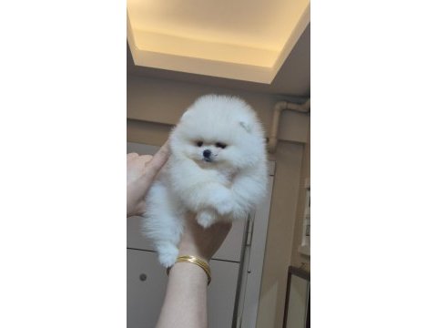 Mini boy orijinal ırk pomeranian boo dişi