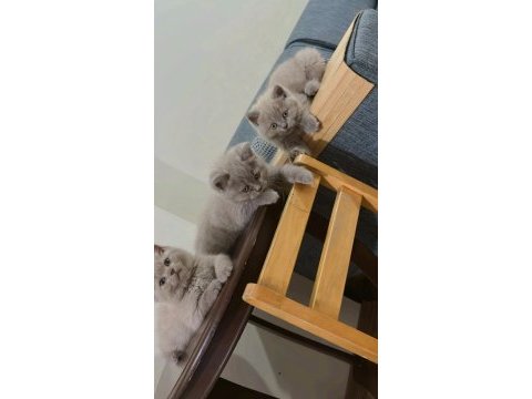 British shorthair kedimiz