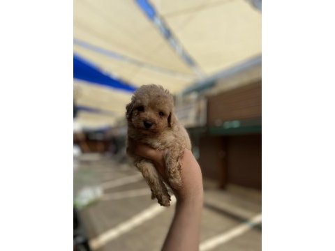 Hakiki orjinal (toy poodle)