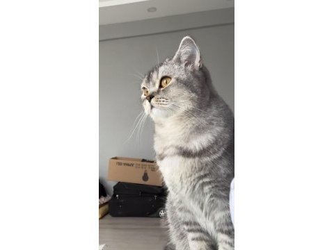 Öğrenci olduğum için kedimi sahiplendiriyorun