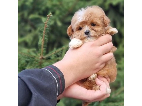 Dünya tatlısı maltipoo yavruları