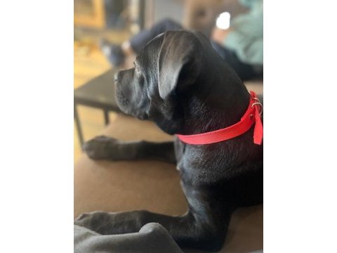 Scr li cane corso