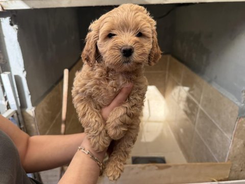 Maltipoo yavrularımız