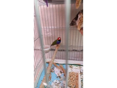 Goldian finch takım ve erkekler anaçlar