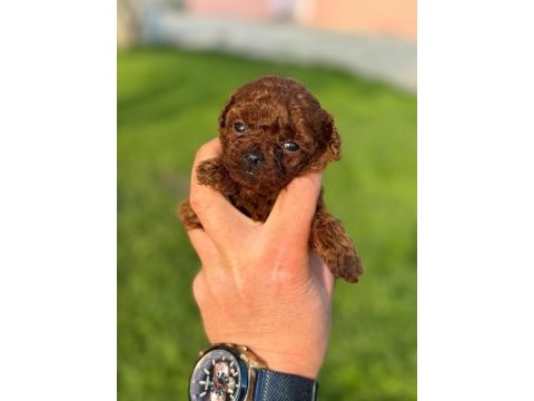 Teacup kore boy red poodle yurt dışından gelenler