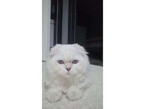 9 aylık scottish fold longhair