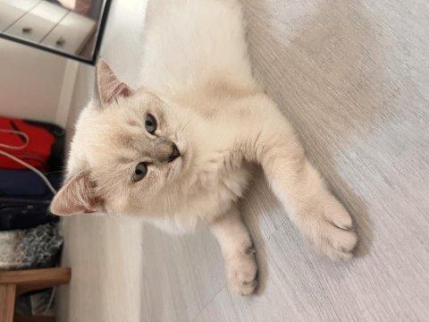 3 buçuk aylık kedim erkek