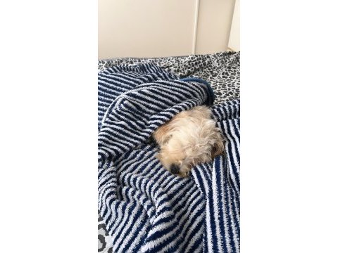 4.5 aylık dişi terrier