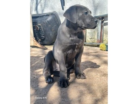 A kalite iri cane corso yavrular