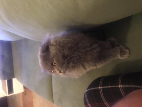 Yuva arıyor british longhair