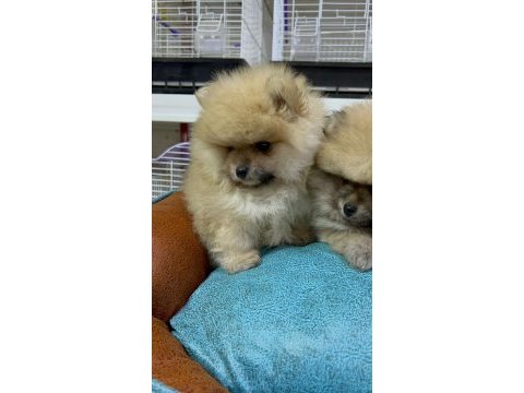 Safkan ırk garantili pomeranian boo