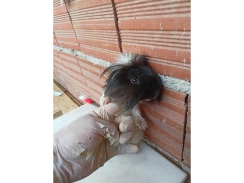 Erkek guinea pig fazlalık