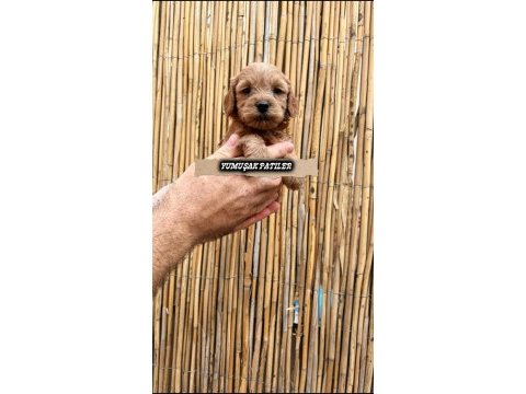 Yavru toy poodle