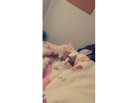 2 yaşında waffle kedimiz