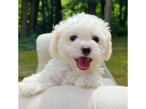 Nadir renk havanese bebekler