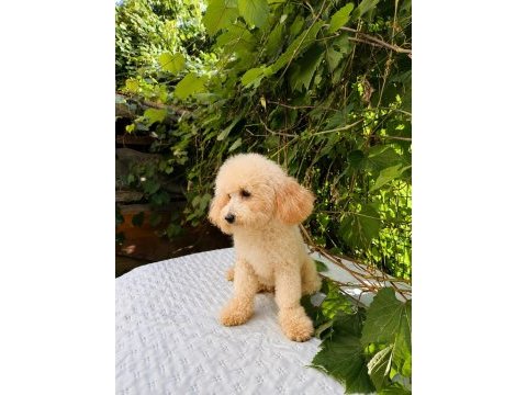 7 aylık dişi toy poodle