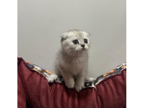 Silver point dişi scottish fold