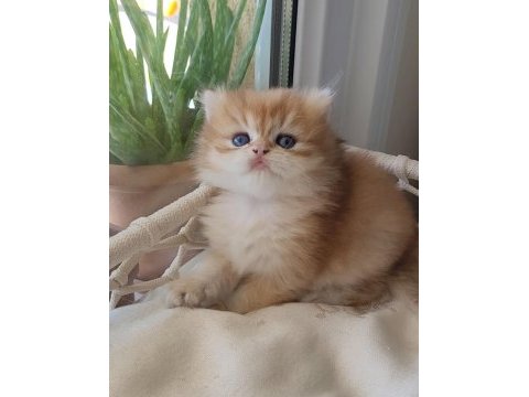 Son erkek golden british longhair safkan yavrum