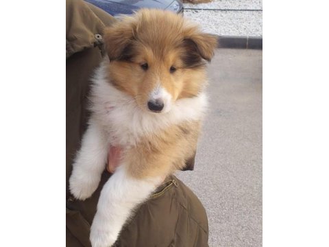 Rough collie ( lessie ) yavruları