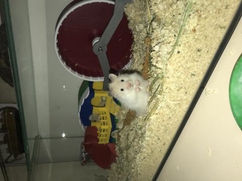 Suriye hamsterı