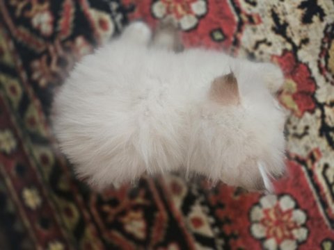 British longhair golden kedim 1,5 aylık