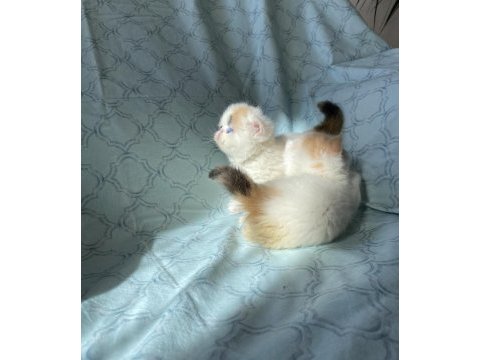 Şampiyon bebekler calico exotic shorthair
