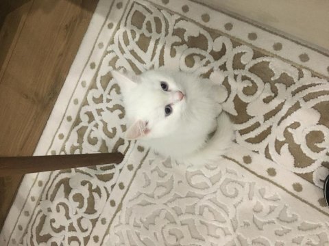 Beyaz british shorthair kedimiz