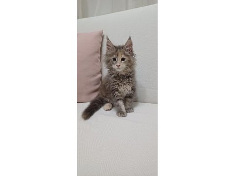 Şampiyonların torunu anne baba şecereli kedimiz
