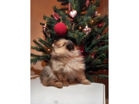 Pomeranian boo pamuk gibi beyaz tedy bear yavrular