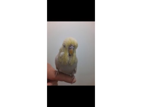 Show jumbo muhabbet kuşu erkek