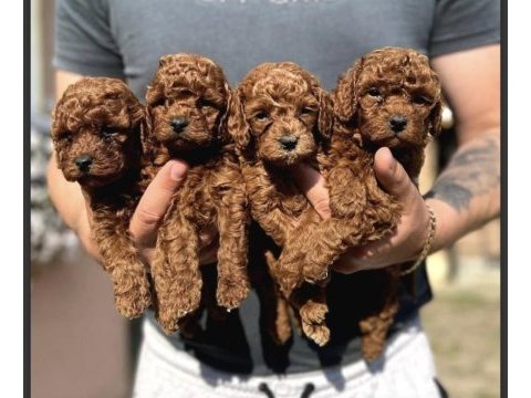 Red brown toy poodle yavrularım teslime hazır