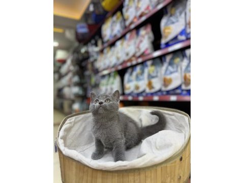 British shorthair yavrularımız
