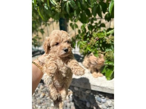 Maltipoo yavrum 55 günlük