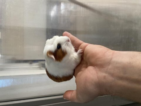 Guinea pig yavrular