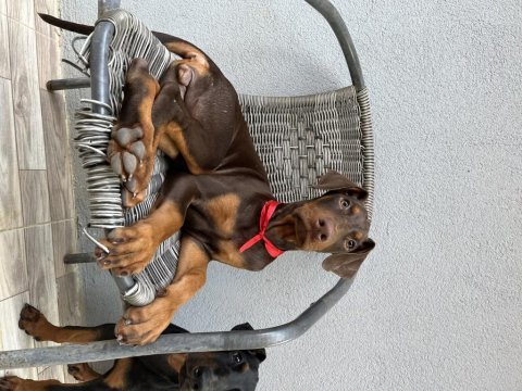 3.5 aylık son 4 dişi doberman