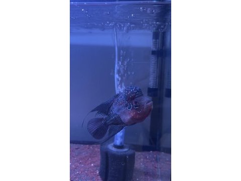 Erkek 13-14 cm flowerhorn