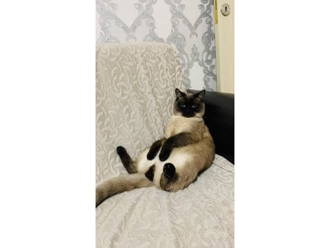 Dişi çift aranıyor siyam