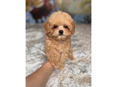 Dünya tatlısı maltipoo yavruları 
